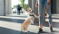 a dog on a leash