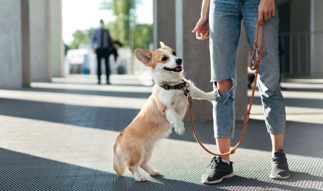 We welcome your pet family a dog on a leash